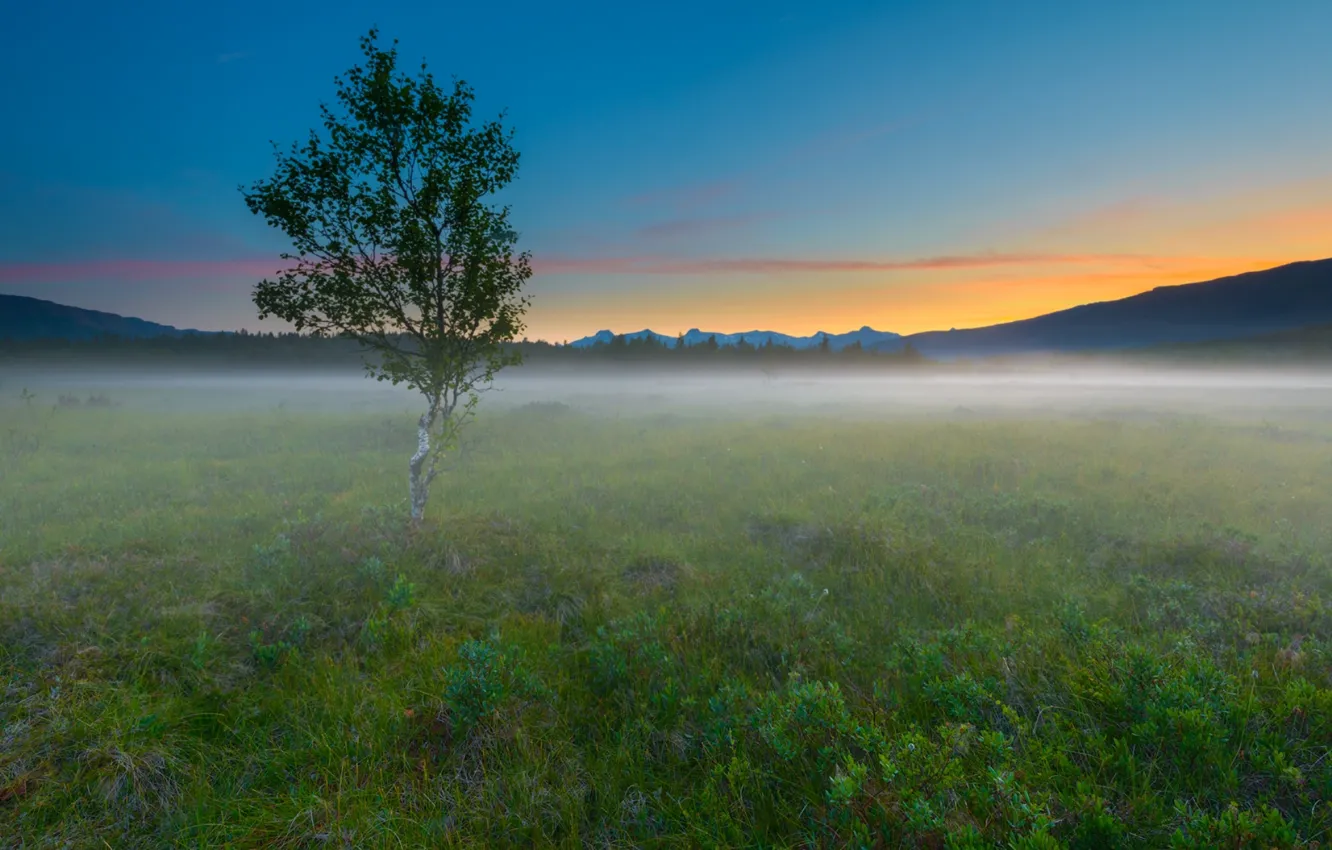 Photo wallpaper field, landscape, nature, fog, tree, morning