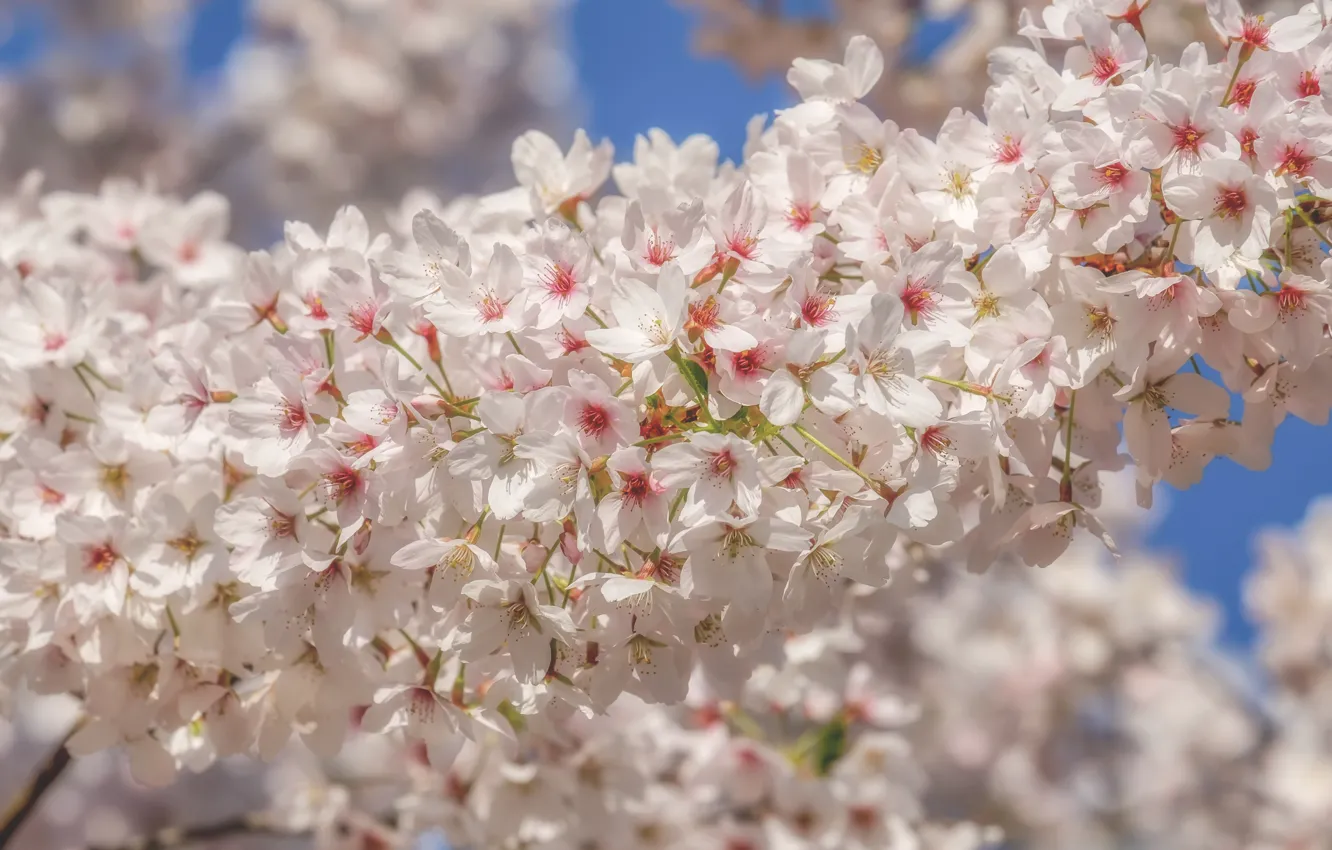 Photo wallpaper cherry, spring, white, flowering, blossom, flowers, beautiful, macro