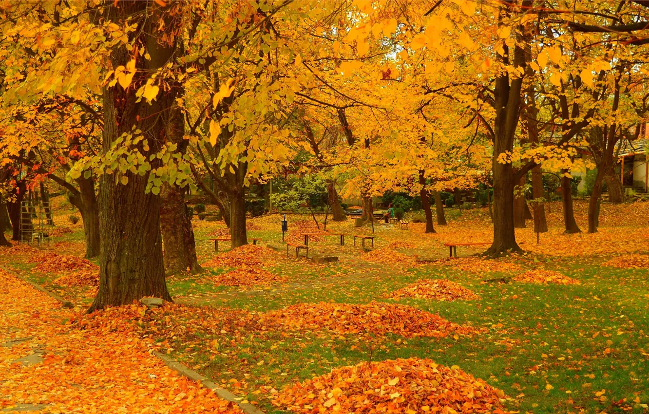 Photo wallpaper Autumn, Trees, Park, Fall, Foliage, Park, Autumn, Trees