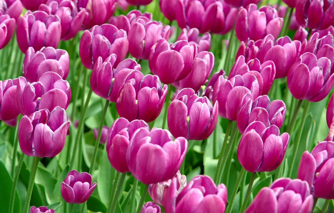 Photo wallpaper field, flowers, nature, Wallpaper, beauty, garden, macro photo