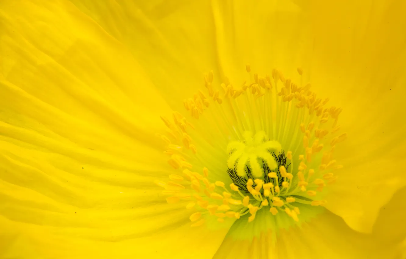 Photo wallpaper flower, macro, yellow, Mac, petals, stamens