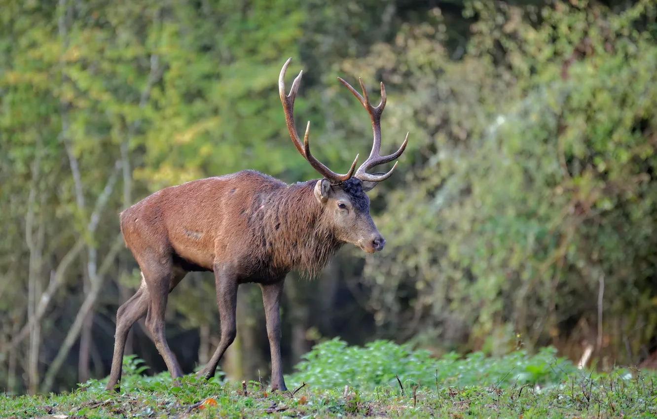 Photo wallpaper summer, nature, deer