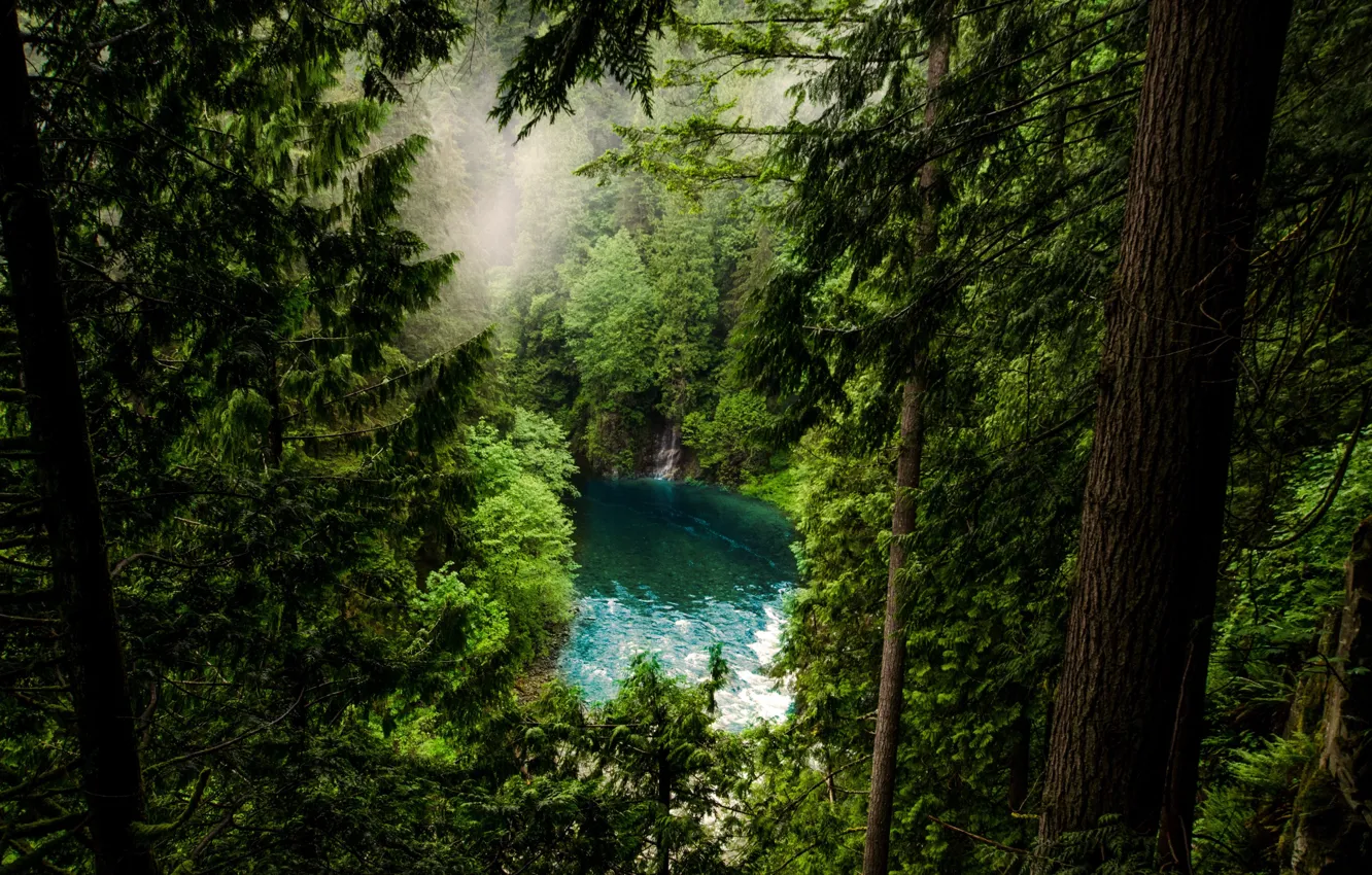 Photo wallpaper forest, trees, mountains, nature, fog, lake, ate, Canada