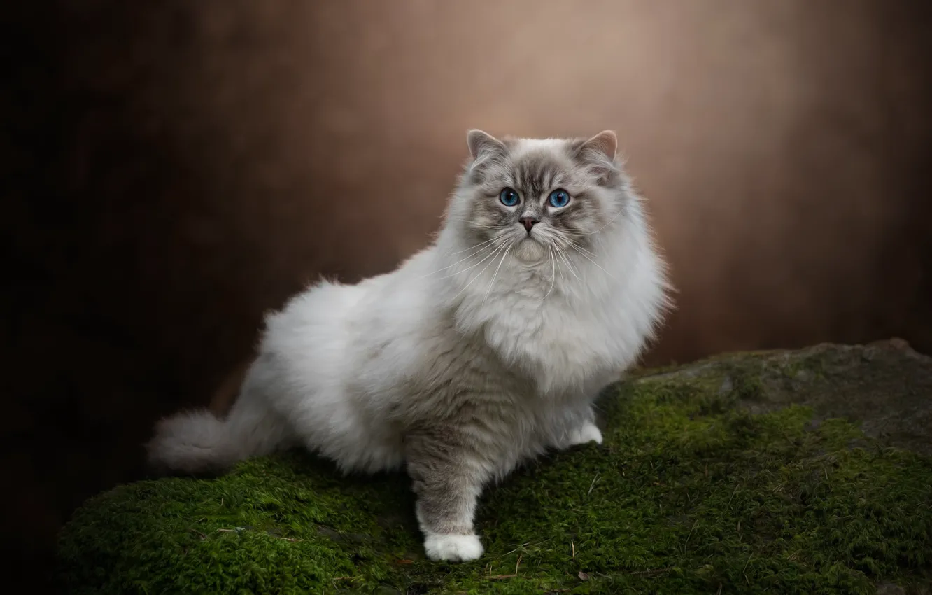 Photo wallpaper cat, cat, look, nature, pose, stones, moss, face