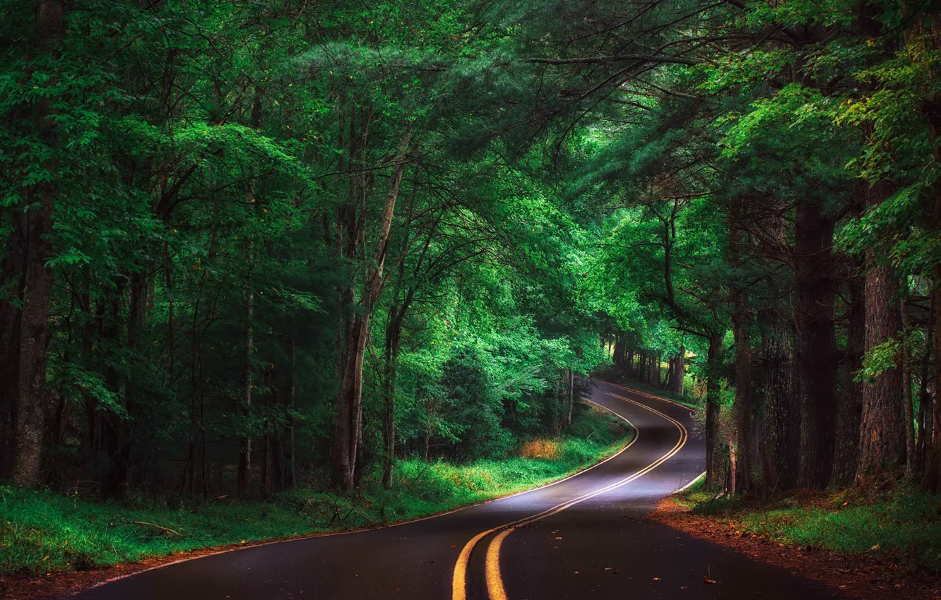 Photo wallpaper road, forest, landscape