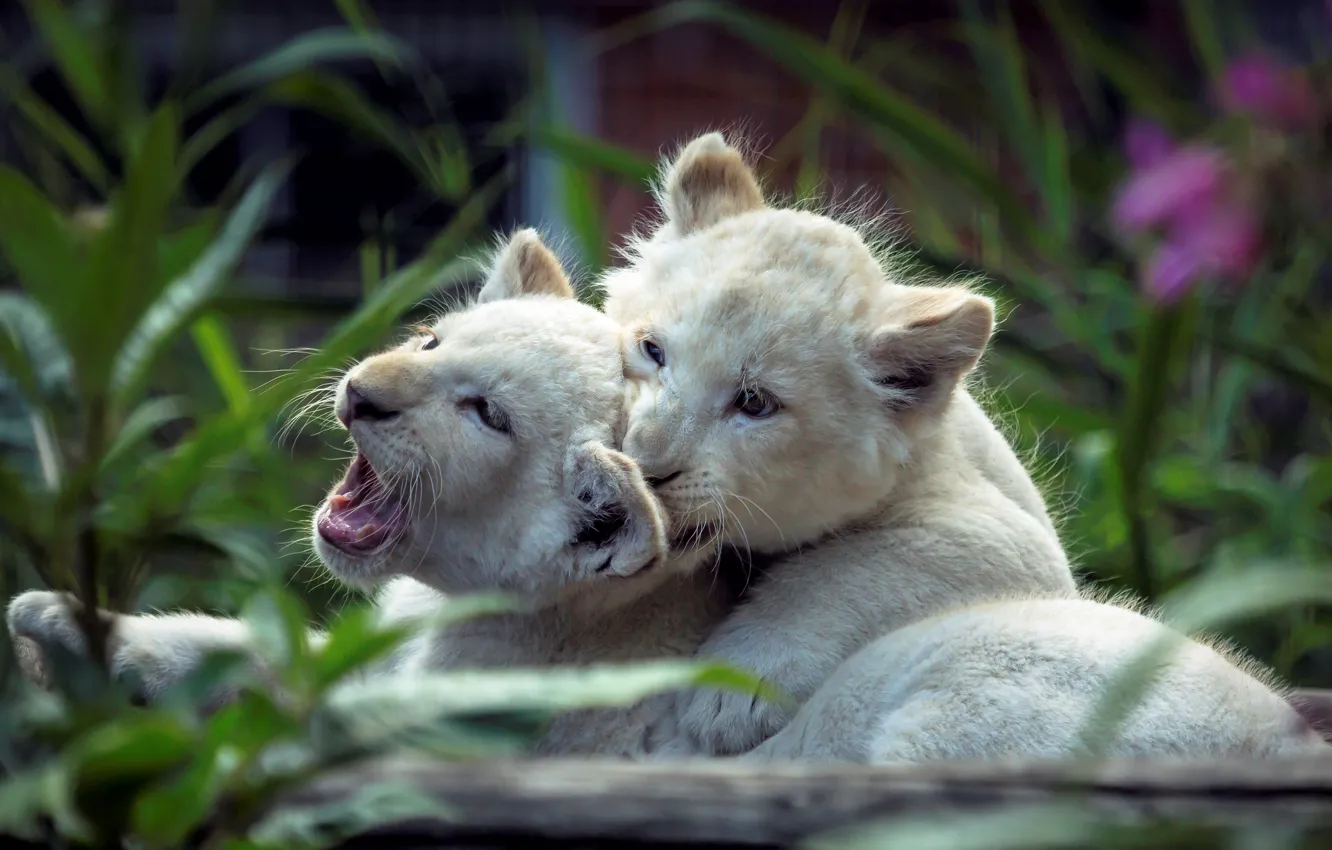 Photo wallpaper cats, pair, kittens, white, the cubs, lion, two