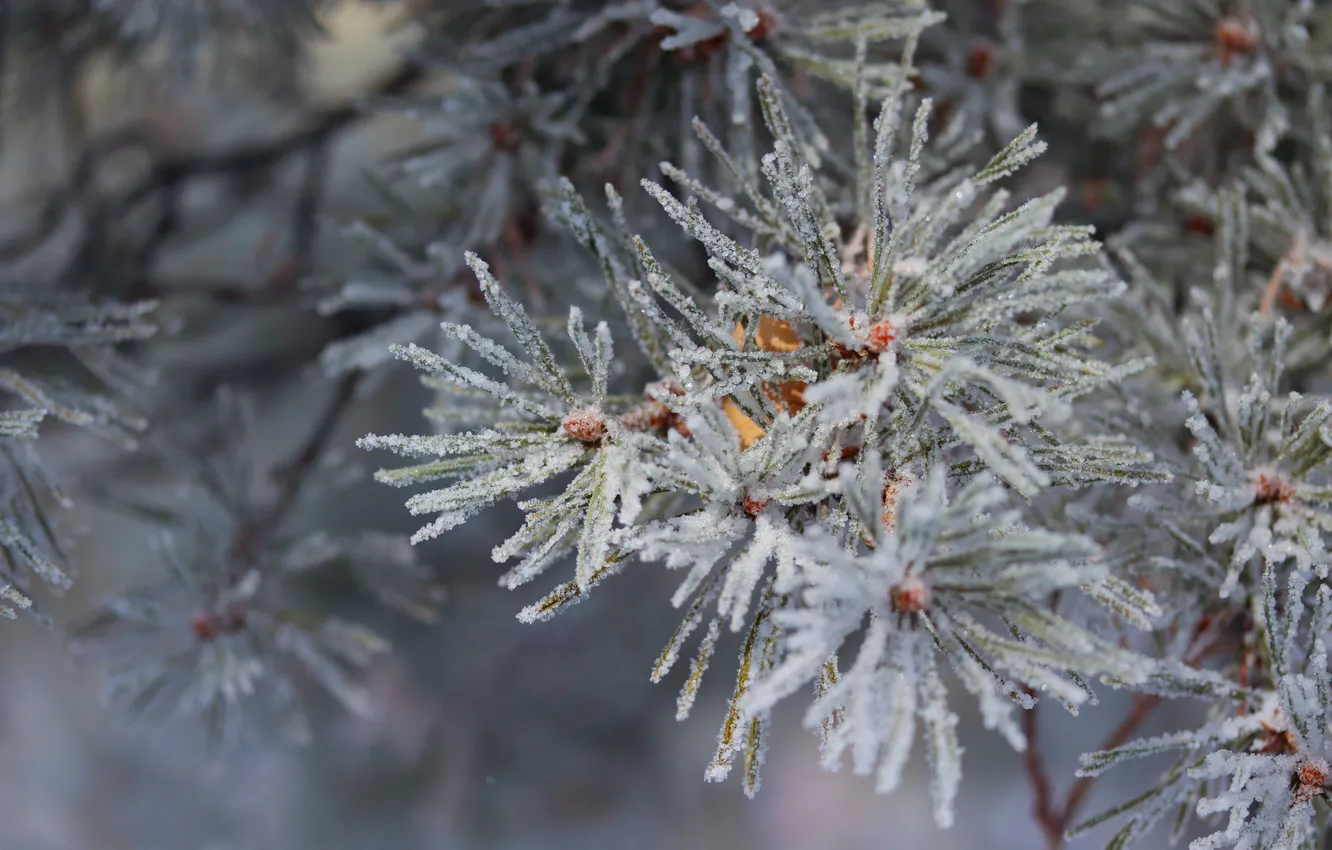 Photo wallpaper frost, macro, frost, pine, winter, snow, macro, pine