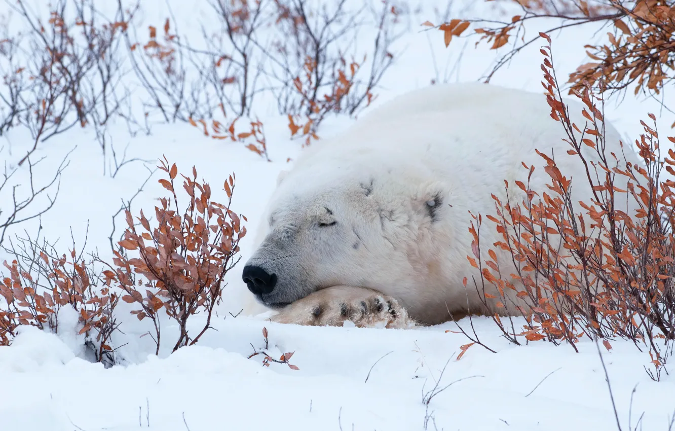 Photo wallpaper winter, white, leaves, snow, branches, bear, sleeping
