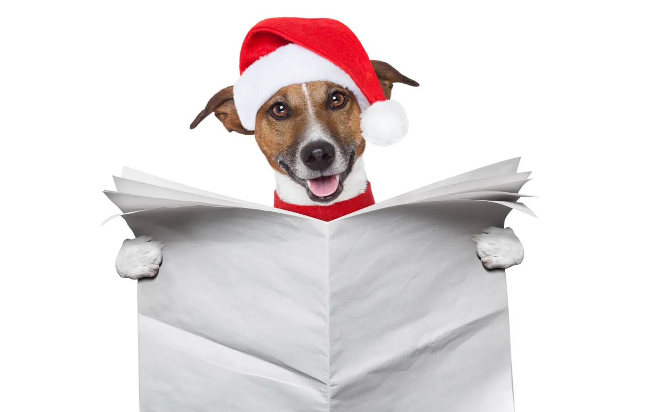 Photo wallpaper animals, red, paper, creative, holiday, new year, dog, newspaper