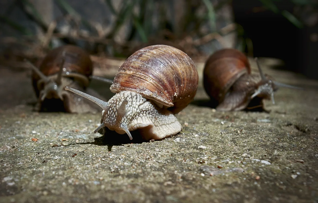 Photo wallpaper macro, snails, walk, photographer, Pasha Ivanov
