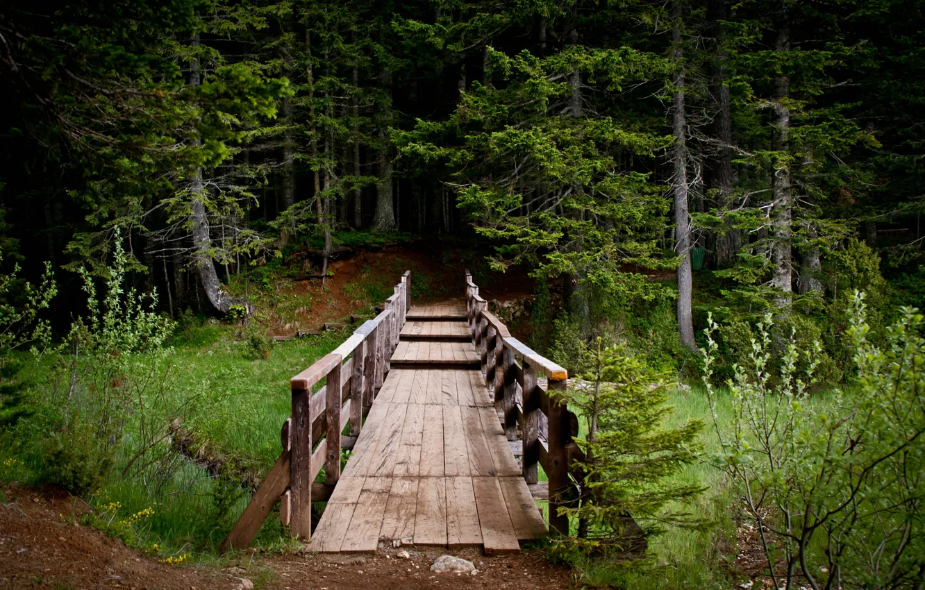 Photo wallpaper forest, landscape, bridge, nature, Park, trail, beautiful, Montenegro