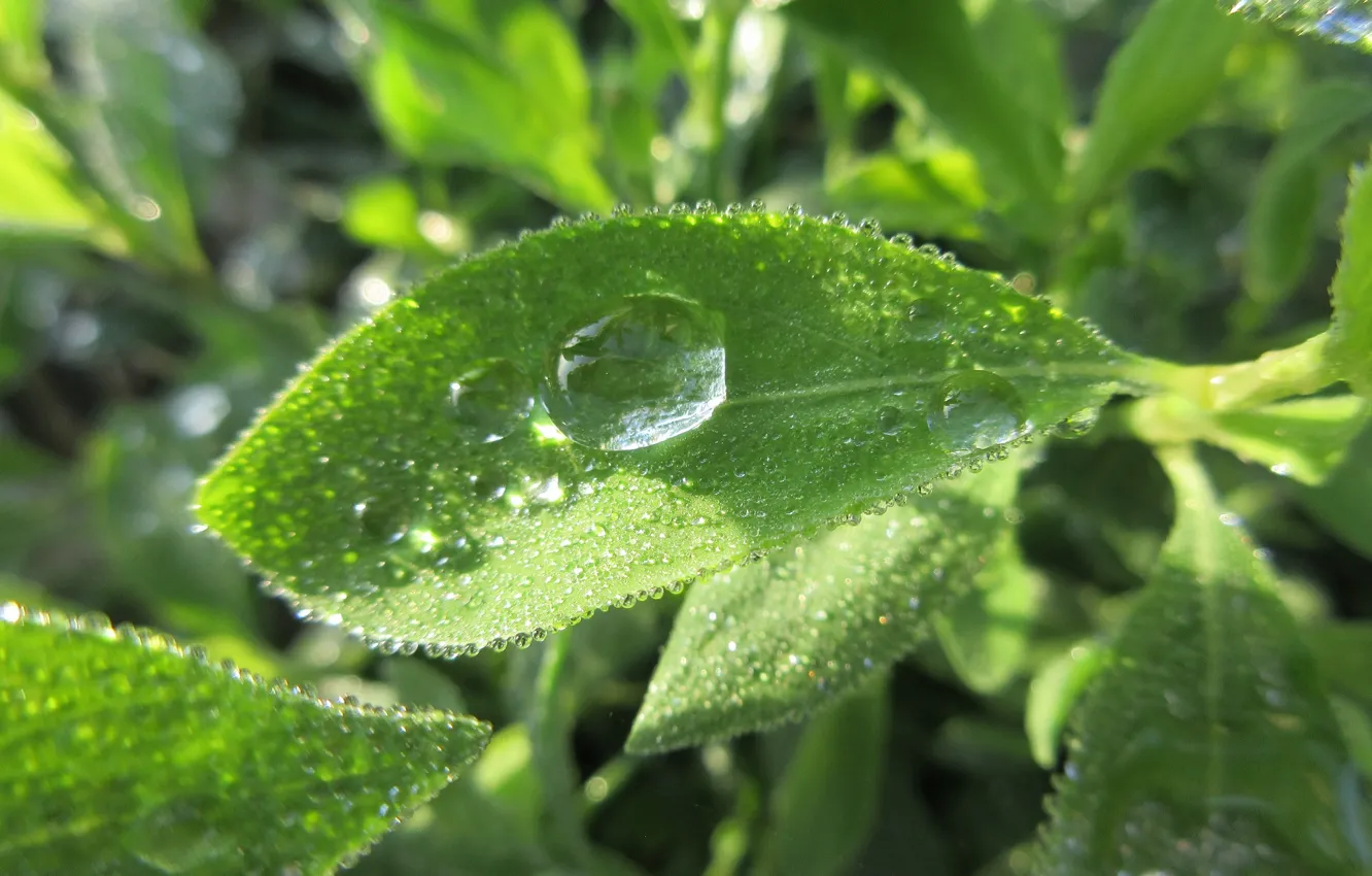 Photo wallpaper summer, grass, drops, Rosa, Mamala ©, Summer 2018
