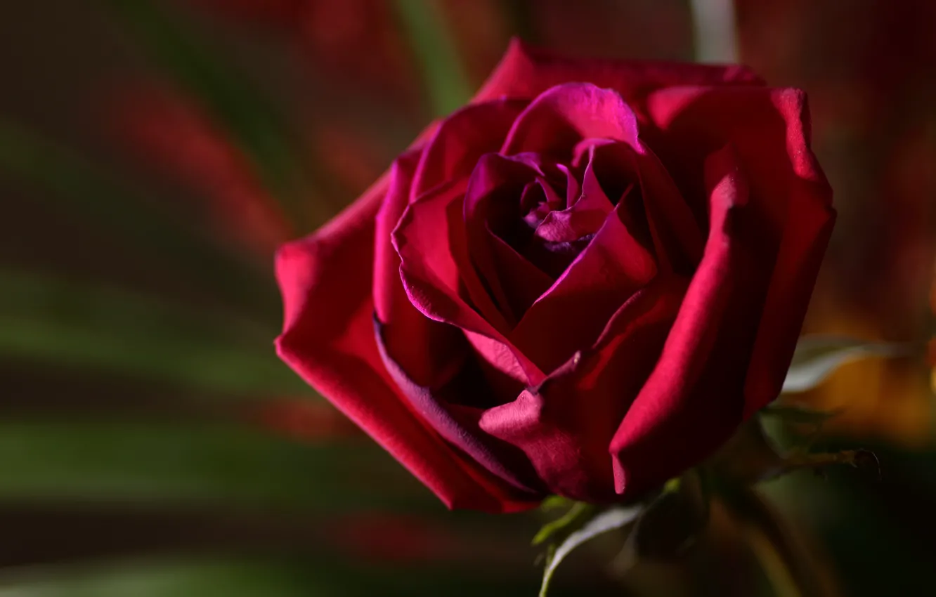 Photo wallpaper background, roses, buds