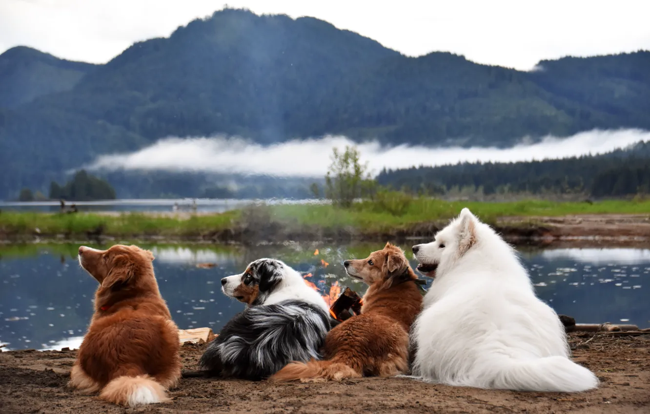 Photo wallpaper look, pose, dog, face, Samoyed