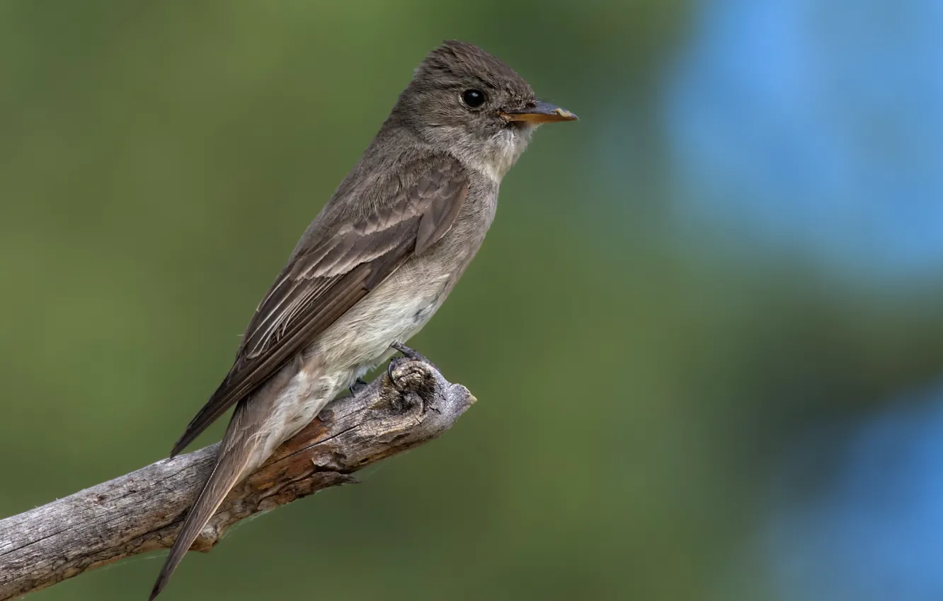 Photo wallpaper bird, bird, bitch