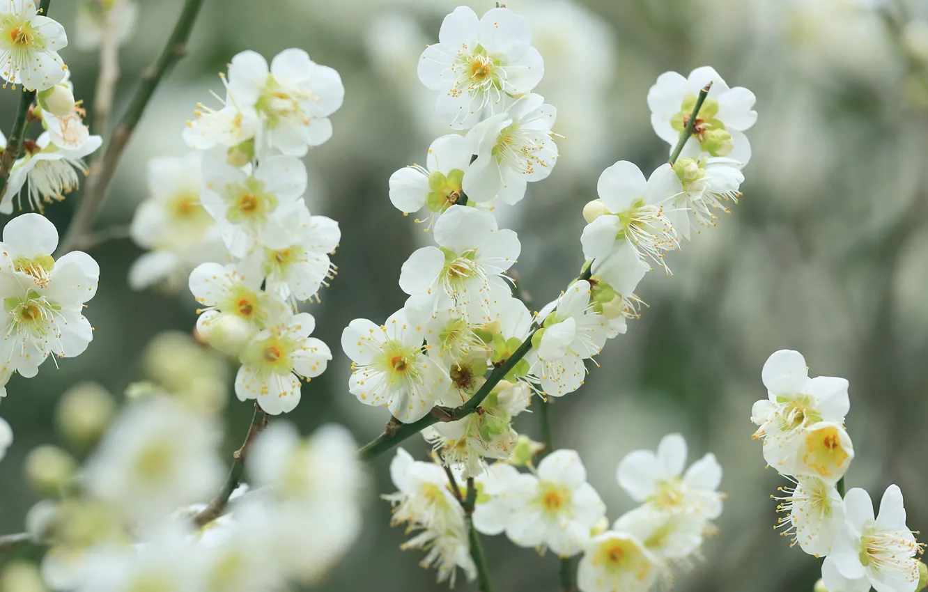 Photo wallpaper flowers, branches, cherry, spring, white, flowering