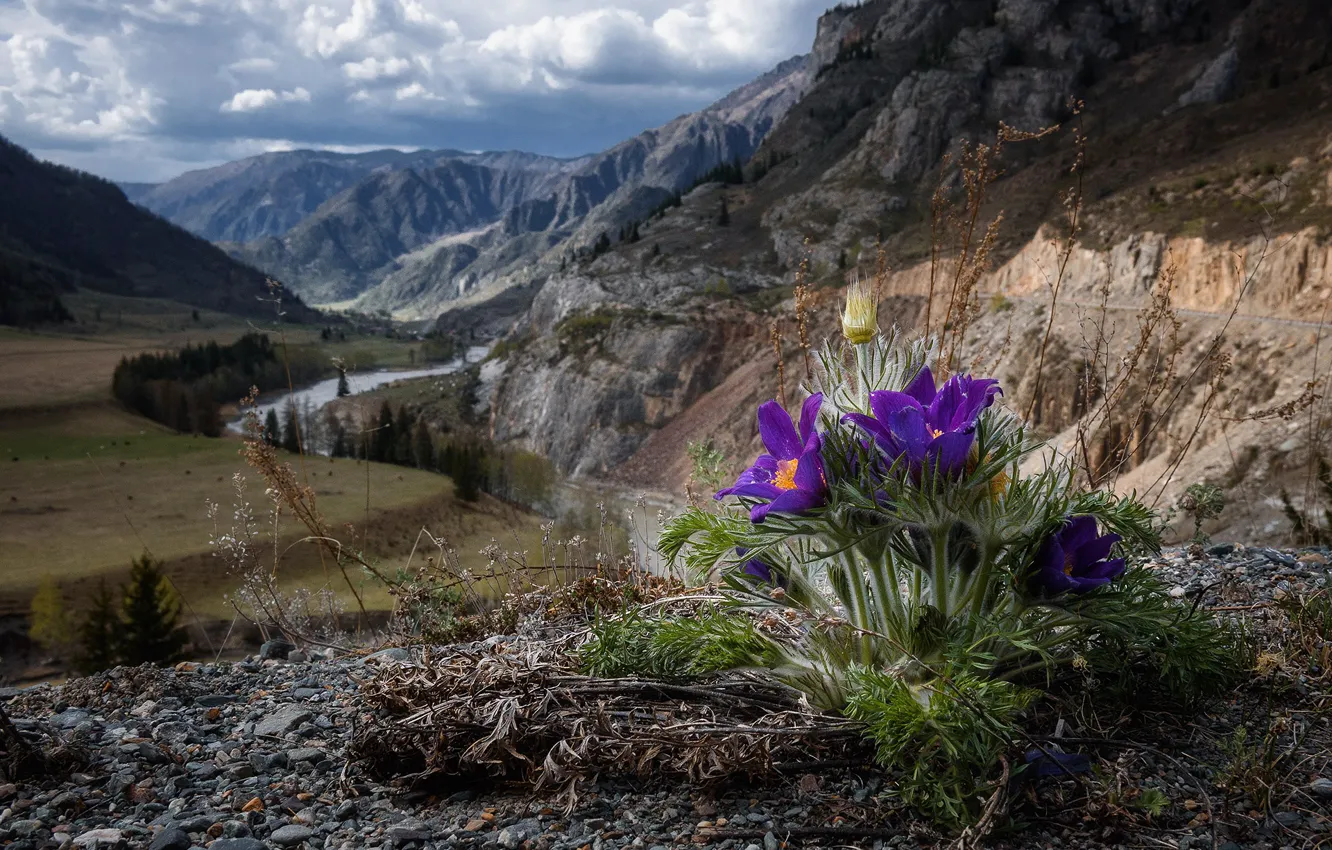 Photo wallpaper forest, mountains, river, height, spring, valley, Russia, anemones