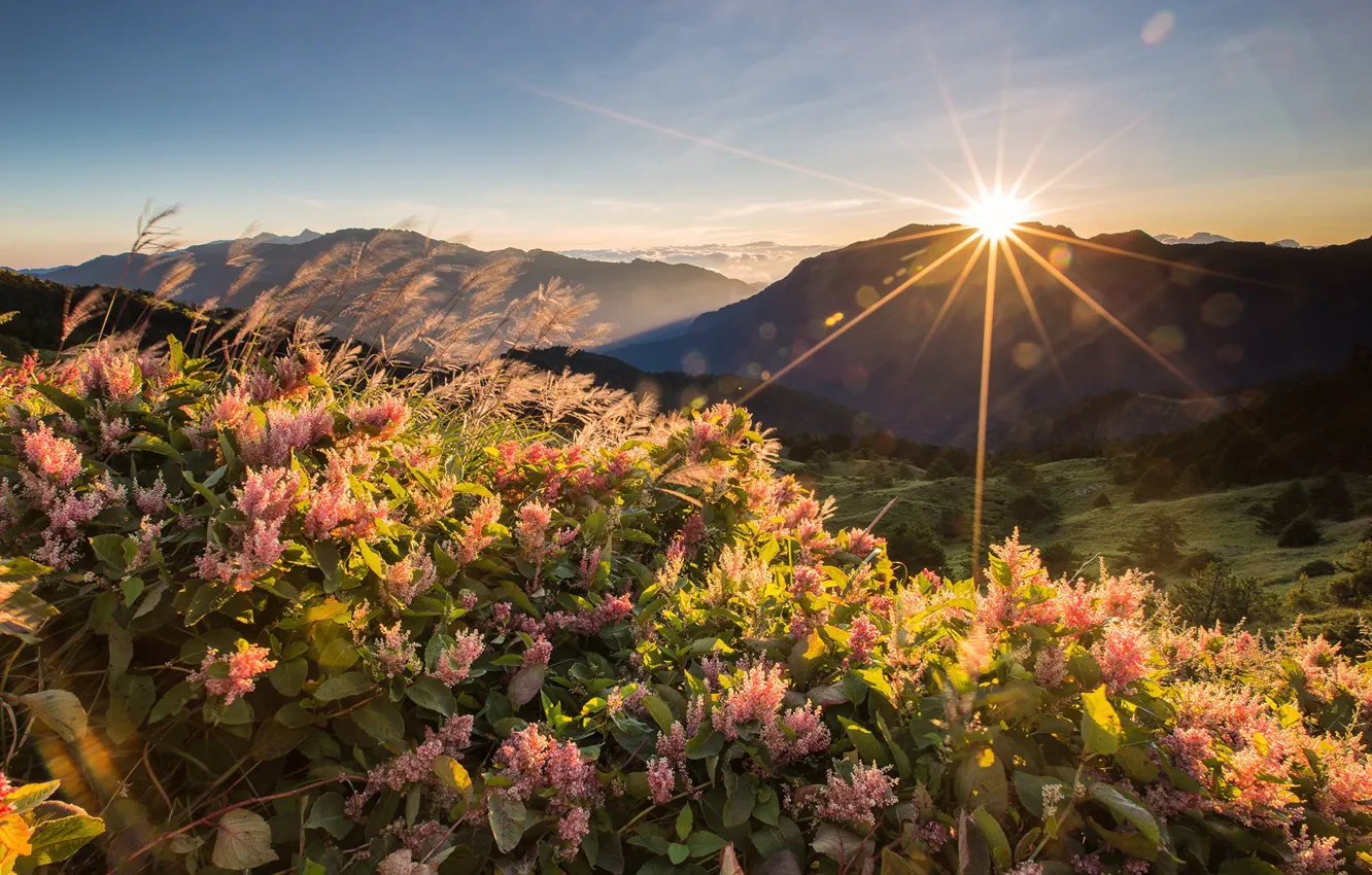 Photo wallpaper summer, the sky, the sun, rays, sunset, flowers, mountains, dawn