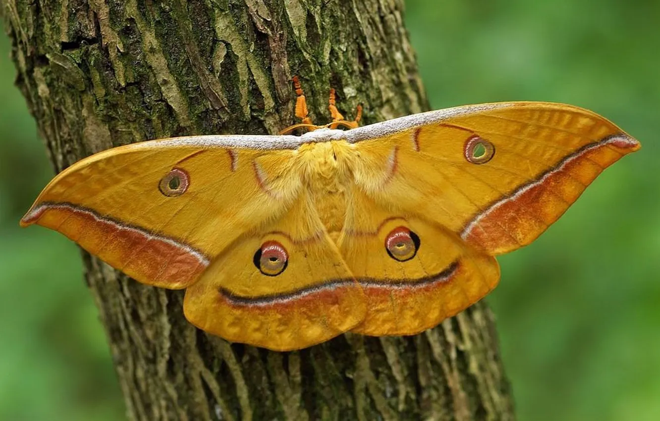 Photo wallpaper microsemi, butterfly, wings, insect, bark, beautiful, closeup, the trunk of the tree