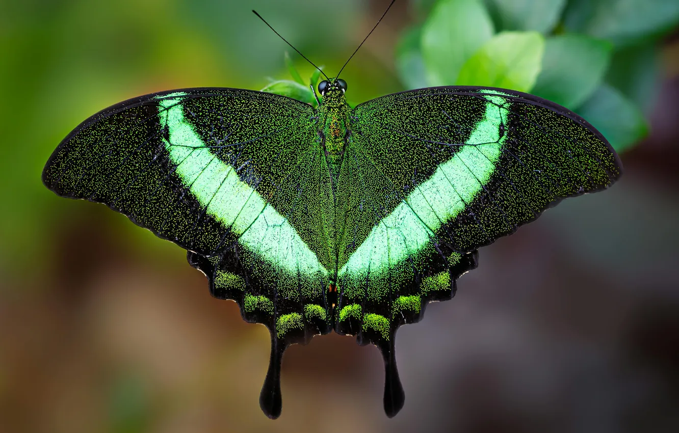 Photo wallpaper leaves, microsemi, butterfly, wings, insect, beautiful, closeup