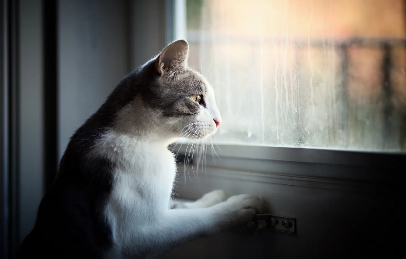 Photo wallpaper cat, background, window