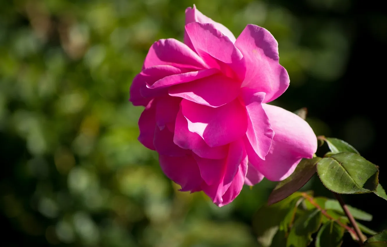 Photo wallpaper macro, roses, petals, buds