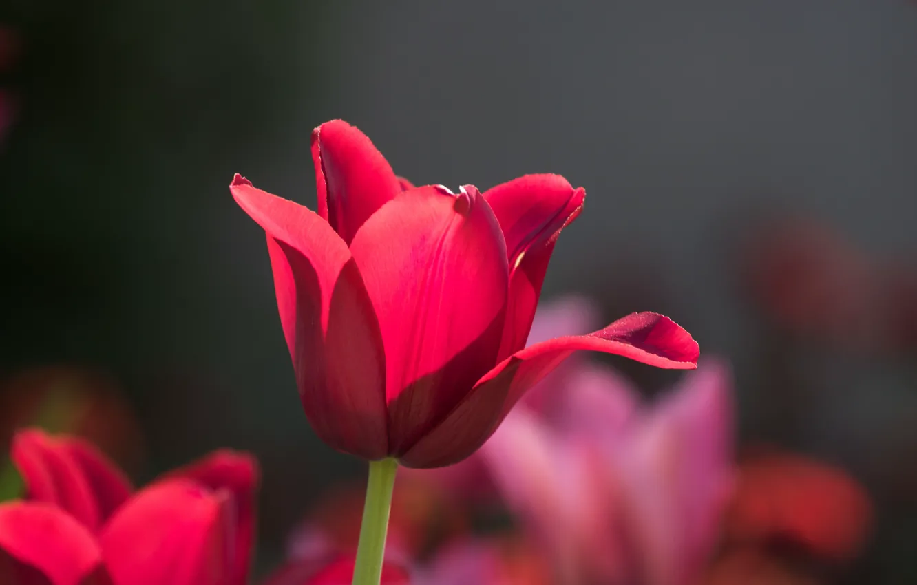 Photo wallpaper flowers, petals, tulips, bokeh