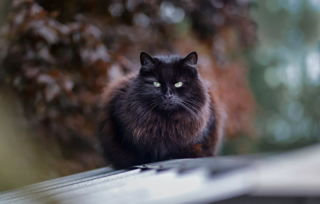 Photo wallpaper on the roof, black cat, blur bokeh