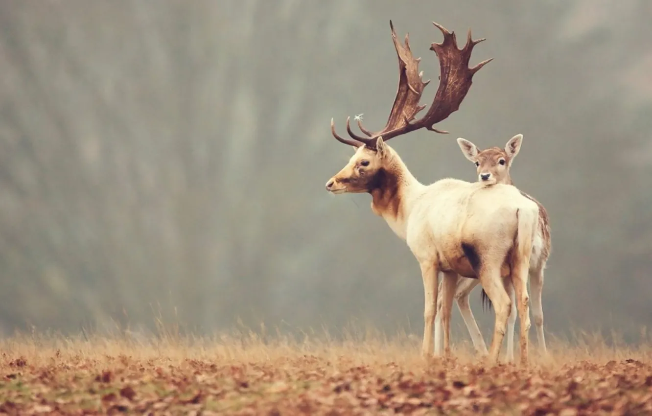 Photo wallpaper animal, deer, wildlife