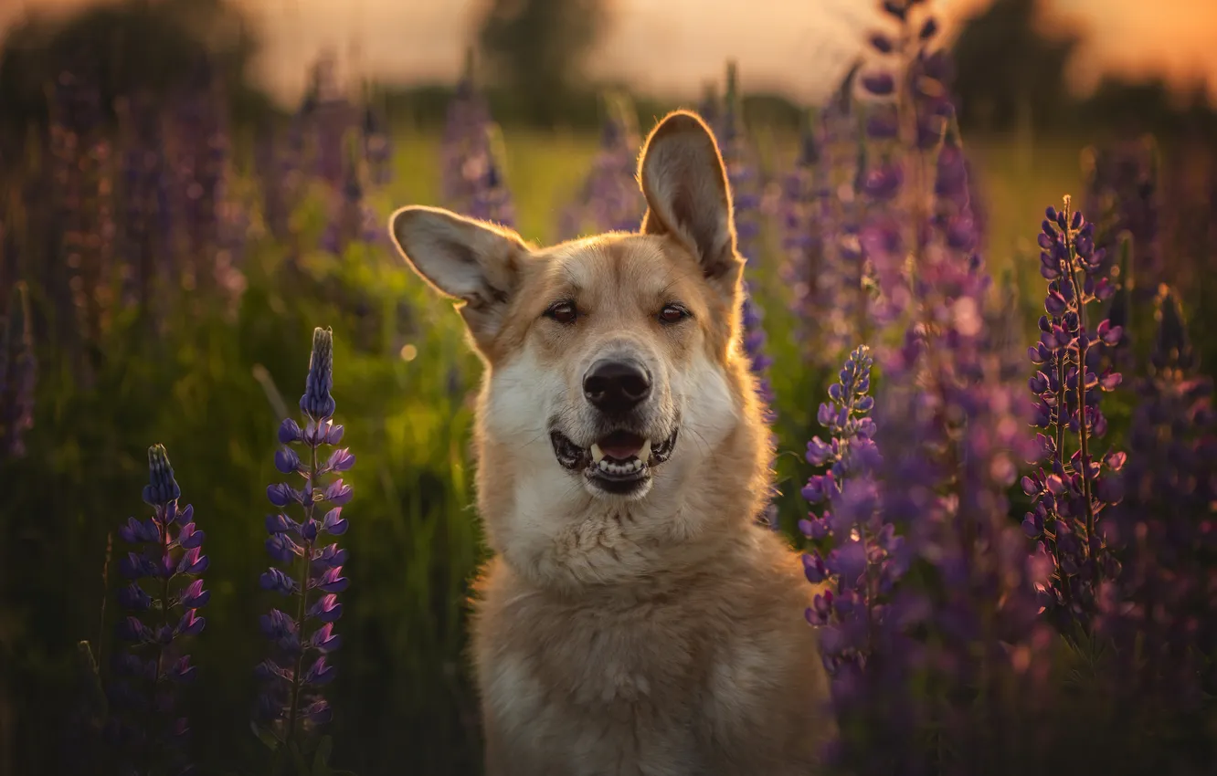 Photo wallpaper flowers, dog, meadow, cutie, dog, woof-woof, Elena Samusenkova, Nayashka