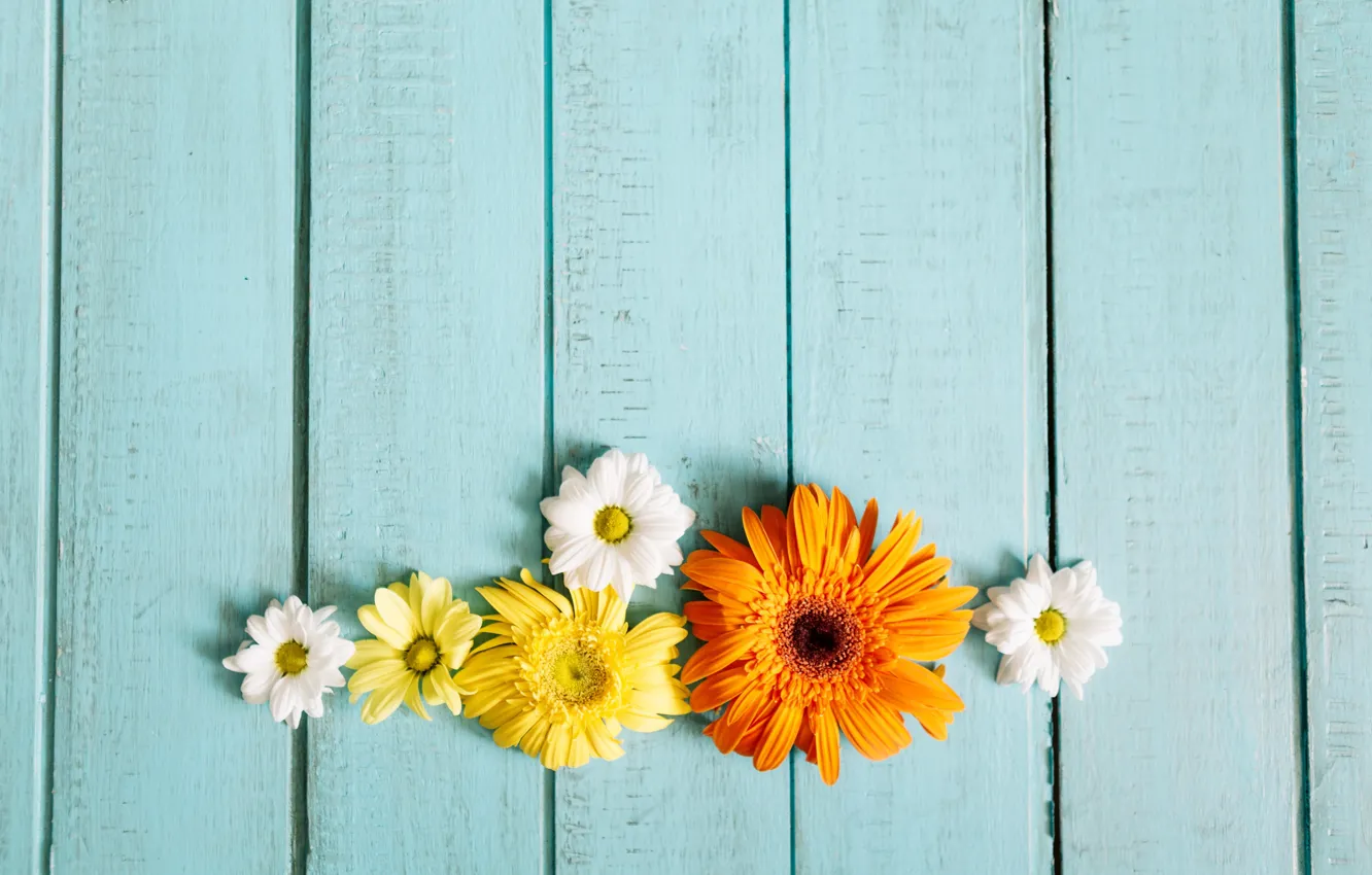 Photo wallpaper flowers, gerbera, chrysanthemum