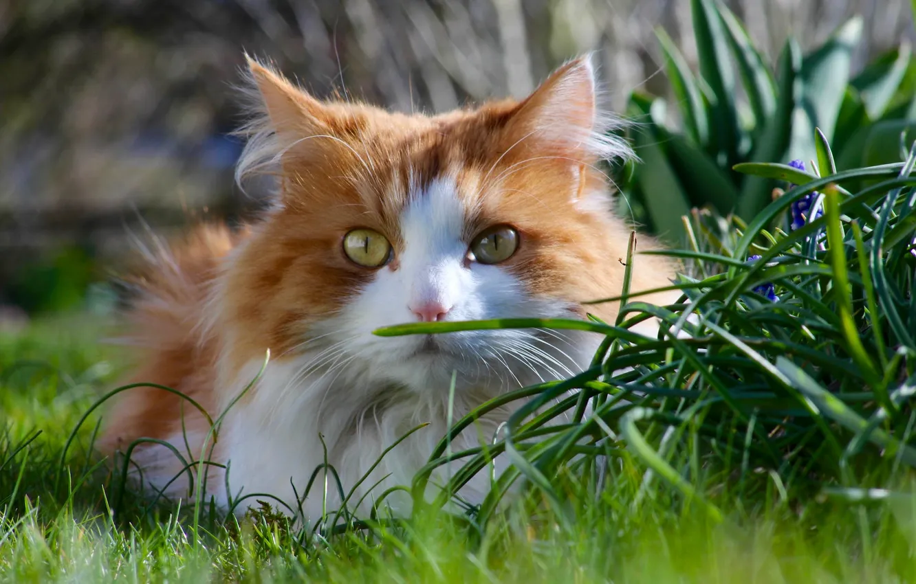 Photo wallpaper cat, grass, cat, look