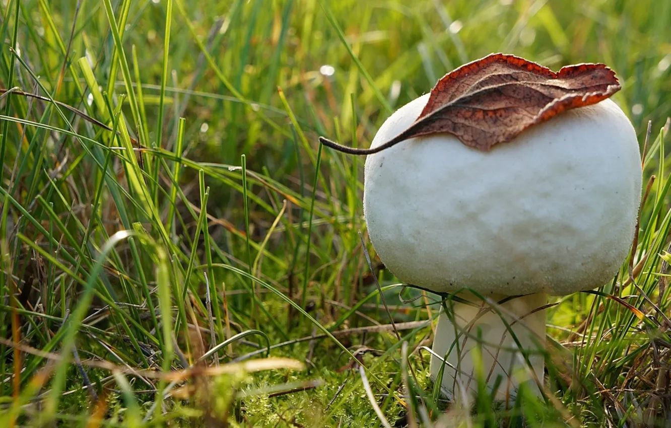 Photo wallpaper autumn, leaf, mashroom