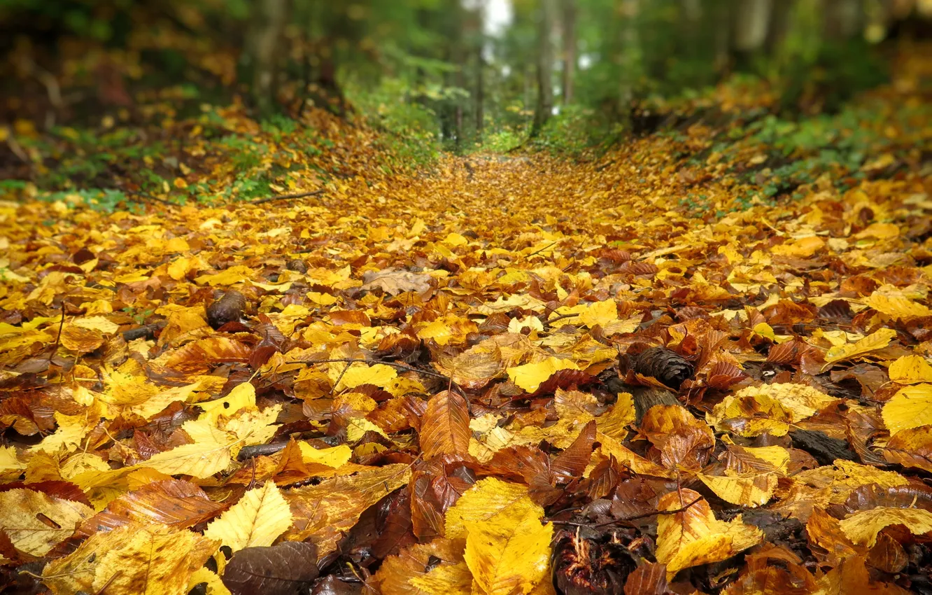Photo wallpaper autumn, leaves, nature, Nature, falling leaves, path, yellow, yellow