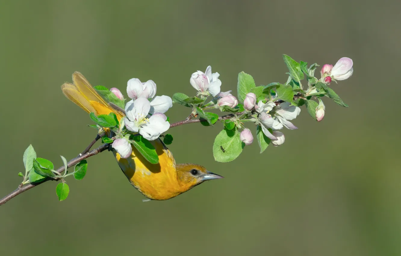 Photo wallpaper flowers, branches, bird, spring, flowering, Oriole