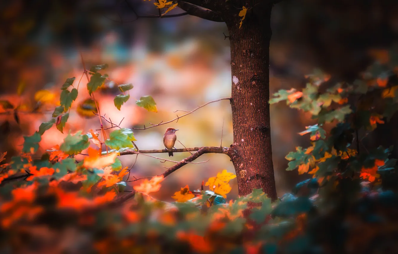 Photo wallpaper autumn, forest, bird