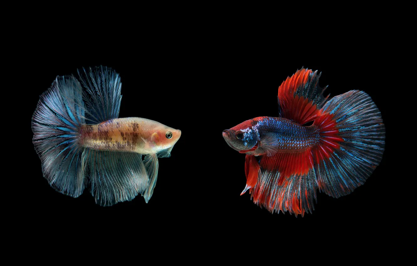 Photo wallpaper macro, fish, background, black, fish
