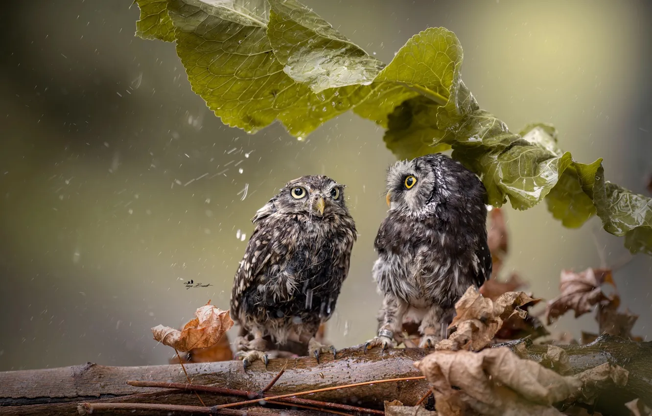 Photo wallpaper sheet, rain, branch, owls