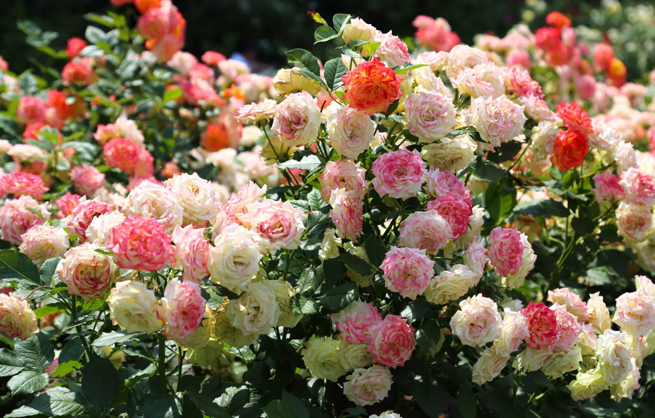 Photo wallpaper light, flowers, orange, roses, garden, pink, white, a lot