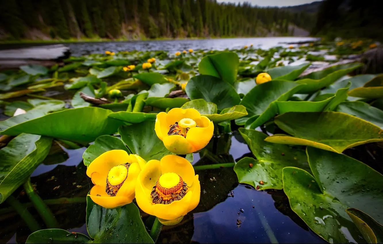 Photo wallpaper water Lily, lake, yellow flowers, in the water