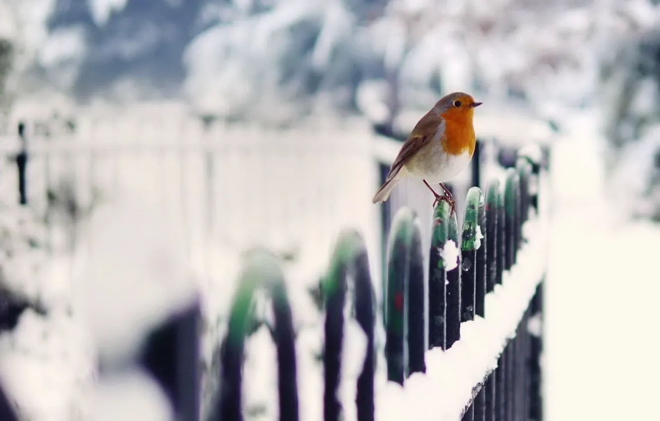 Photo wallpaper winter, snow, bird, the fence