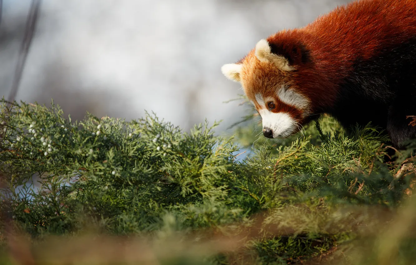 Photo wallpaper greens, red Panda, firefox, looks