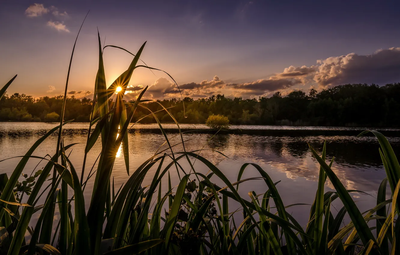 Photo wallpaper forest, the sun, rays, lake, reed