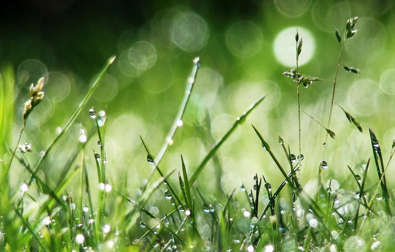 Photo wallpaper greens, grass, drops, macro, Rosa, photo, bokeh