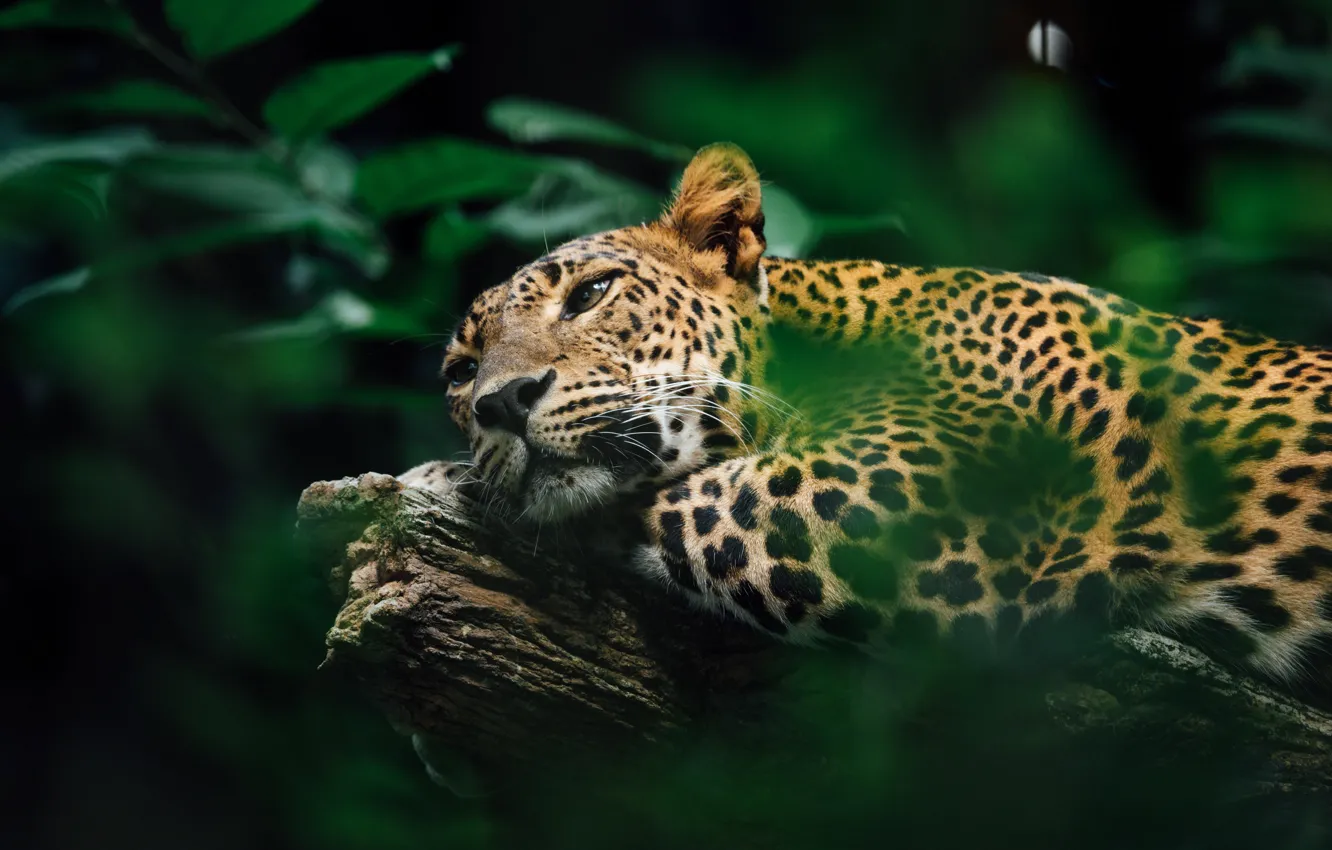 Photo wallpaper face, Jaguar, predator, Jaguar, big cat, South America, big cat, Southern America