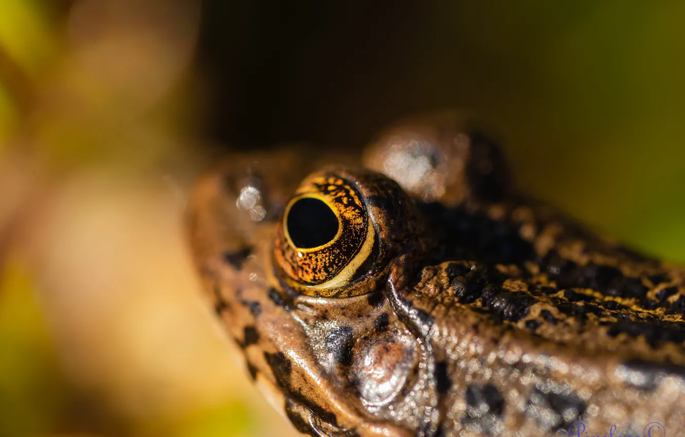 Photo wallpaper colors, frog, eye