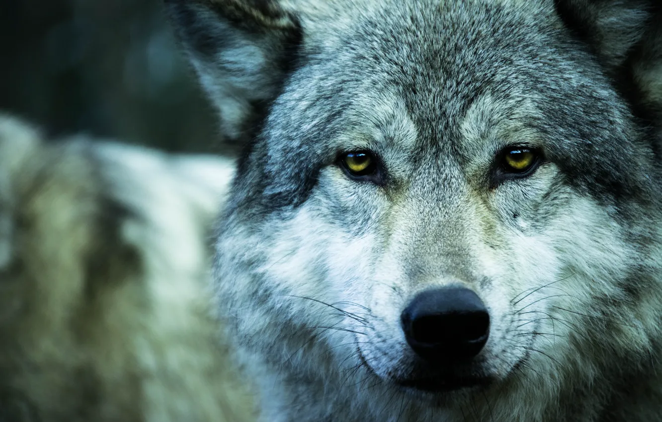 Photo wallpaper look, animal, wolf, predator, wolf