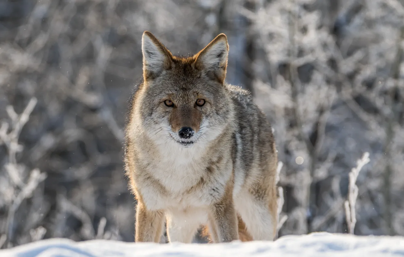 Photo wallpaper winter, look, snow, bokeh, coyote, meadow wolf