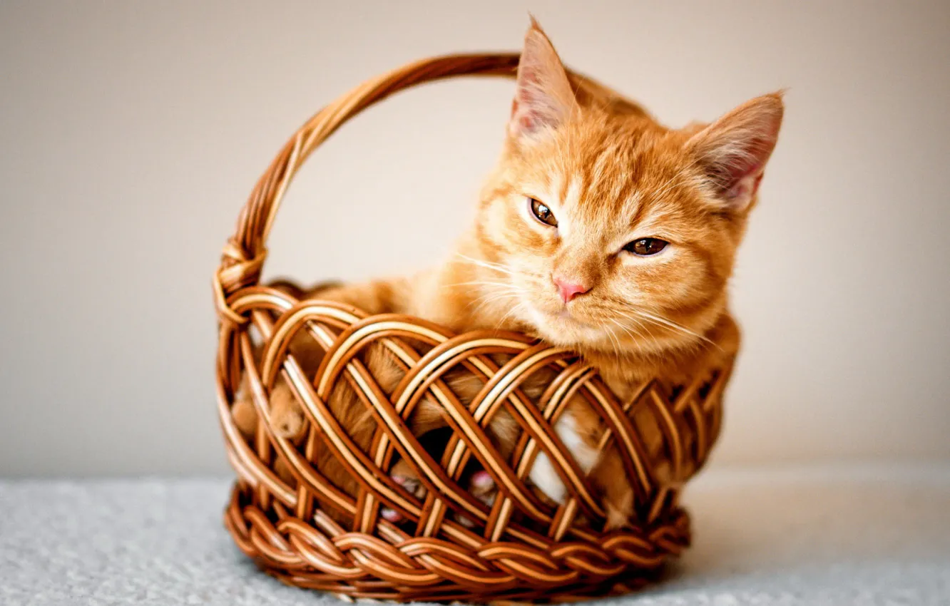 Photo wallpaper cat, look, pose, kitty, background, red, face, basket