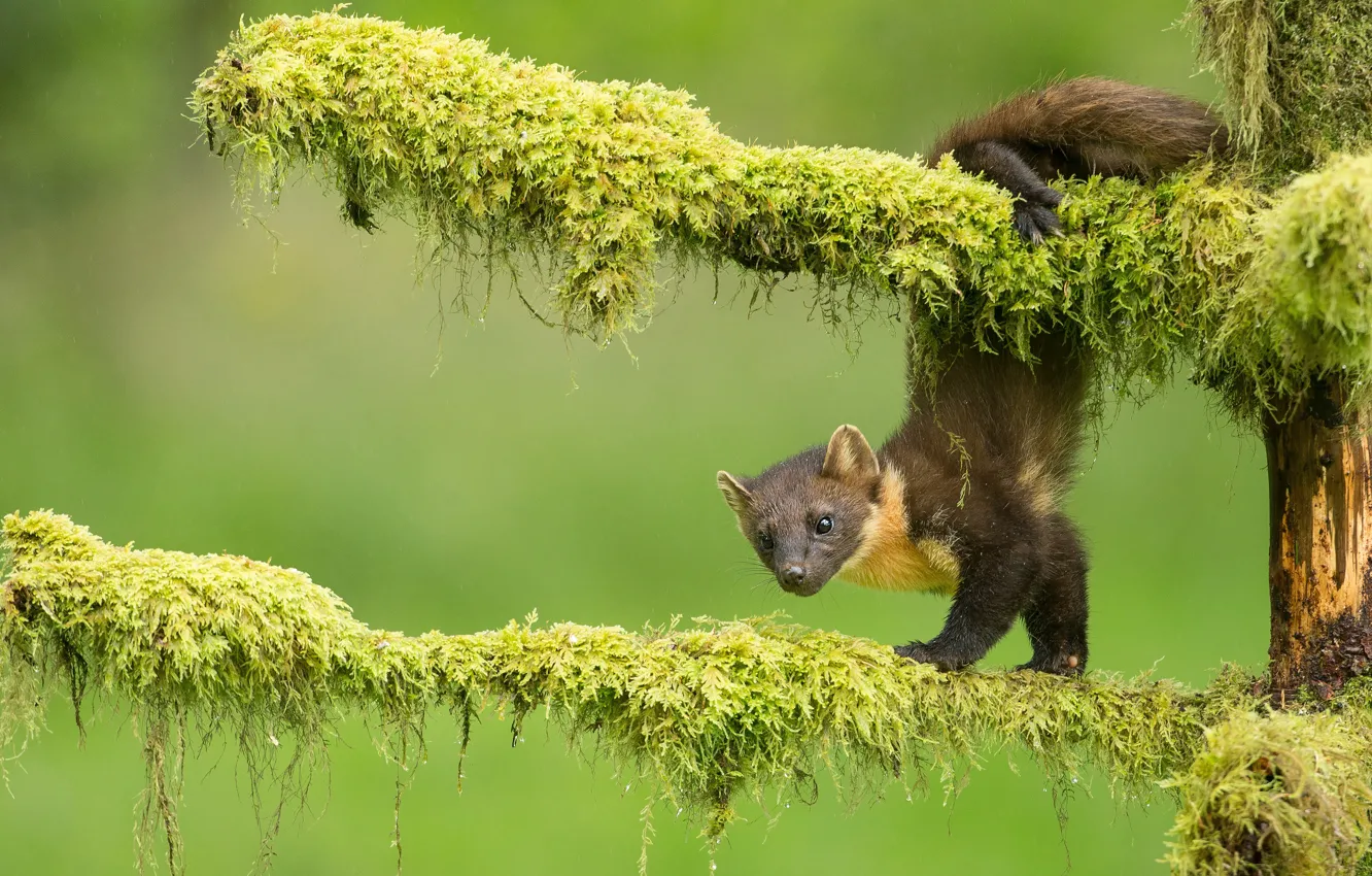 Photo wallpaper branches, pose, moss, green background, marten